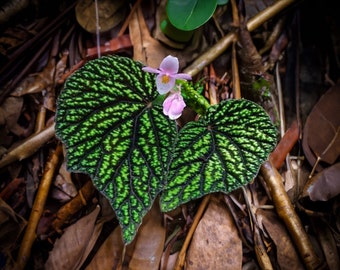 Super rare bégonia sp gunung kedjana - + de 20 graines