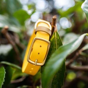 Customizable 1" BioThane Dog Collar: Waterproof, Handmade, Solid Brass Hardware