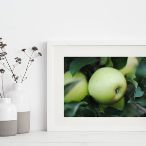 Green Apple Photo -- Digital Download, Digital Print -- 4 sizes