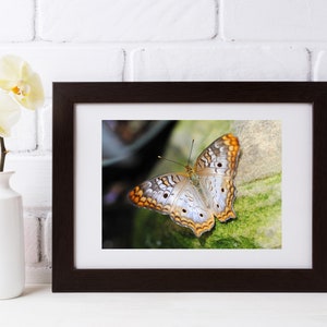 Butterfly Photo -- Digital Download, Digital Print -- 4 sizes