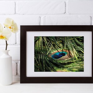 Peacock Feather Photo | Digital Download, Digital Print -- 4 sizes