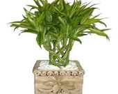 Lucky BAMBOO Seeds - 95 Budding Rate, Simple to grow from the seed - x20 seed pack - Buy 1 to Get 1 FREE