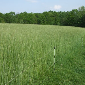 May include: A field of tall green grass with a black electric fence running along the edge. The fence has multiple wires and black posts.