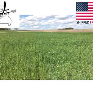 May include: A wide shot of a field of green grass growing in a rural area. The grass is tall and lush, and the sky is blue with white clouds.