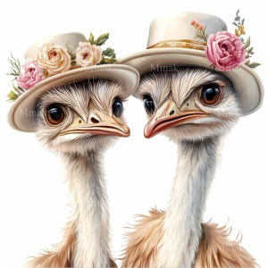 15 Clipart engraçado de avestruz PNG, casal de avestruzes peculiares com chapéus, arte digital de animais de fazenda, download instantâneo