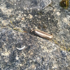 May include: A gold-colored locket pendant with a hinged lid, lying on a rough, gray rock surface. A small, white, crescent-shaped object is also visible on the rock.