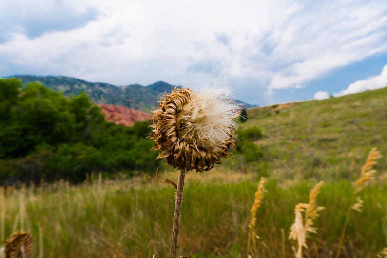 May include: A close-up of a dried thistle flower with a fluffy white seed head. The flower is brown and tan, with a long, thin stem. The background features green grass, trees, mountains, and a cloudy blue sky.
