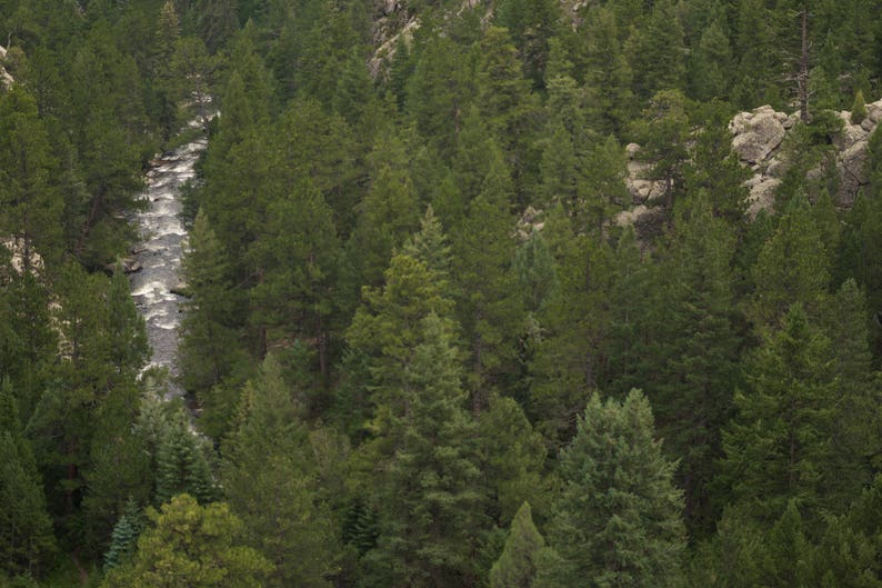 Puede incluir: Vista a&eacute;rea de un bosque exuberante con un r&iacute;o que lo atraviesa. Los &aacute;rboles son de un verde vibrante, creando una densa copa. El agua del r&iacute;o es de un blanco brillante, contrastando con el verde oscuro de los &aacute;rboles.
