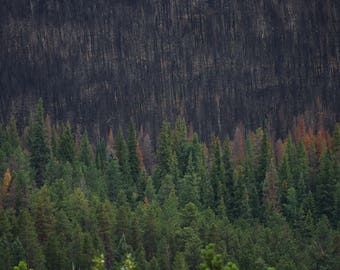 Prescribed Burn