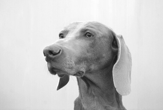 white weimaraner