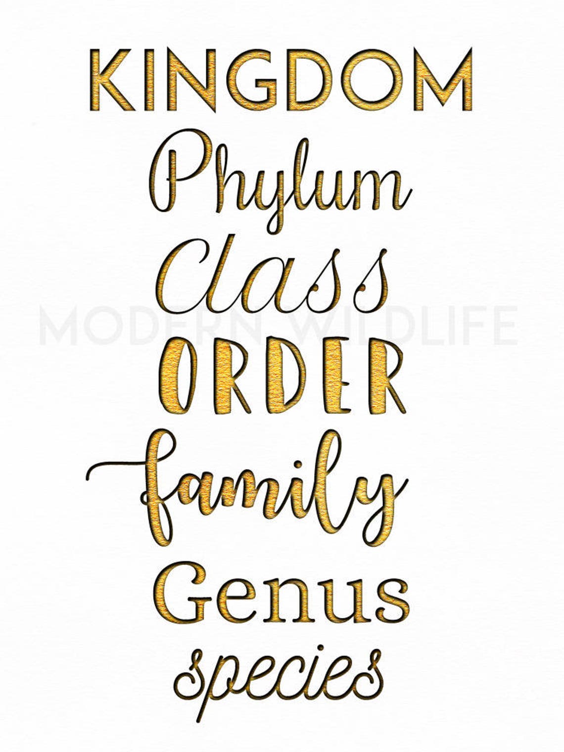 Biology Posters Set of 4 Taxonomic Ranks Printable - Etsy