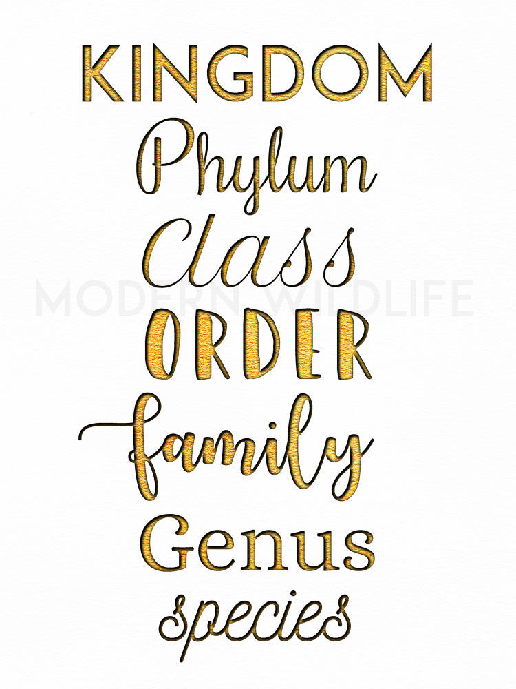 Biology Posters Set of 4 Taxonomic Ranks Printable - Etsy