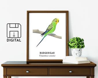 Budgie print, Budgerigar, printable bird print, animal print, Australian native wall art, wildlife art, nursery prints, nursery art