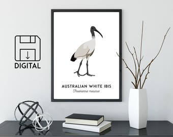 White Ibis print, printable bird print, animal poster, Australian native art, Australian wildlife art, nursery prints, nursery wall art