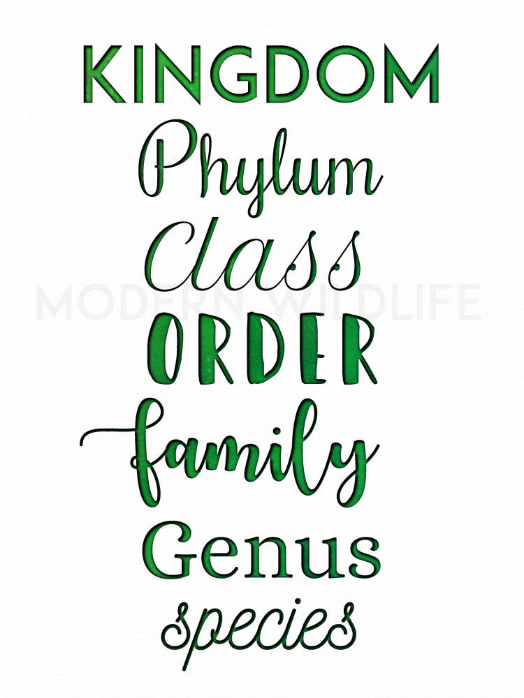Biology Posters Set of 4 Taxonomic Ranks Printable - Etsy