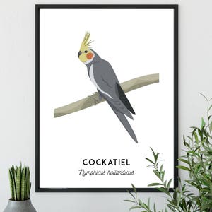 Cockatiel print, printable bird print, animal print, Australian native wall art, Australian wildlife art, nursery prints, nursery art image 9