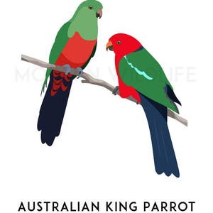 King Parrot art, printable bird print, animal print, bird art, Australian native, Australian wildlife, nursery prints, nursery wall art image 2