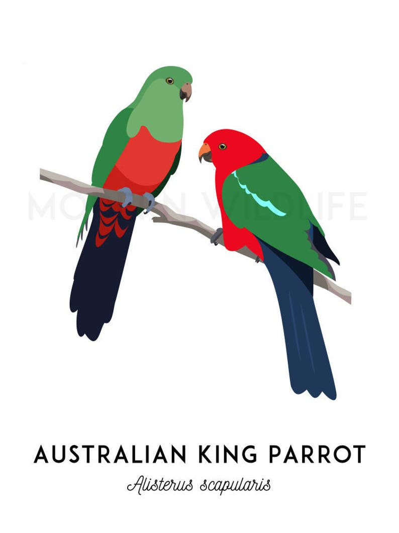 King Parrot art, printable bird print, animal print, bird art, Australian native, Australian wildlife, nursery prints, nursery wall art image 2