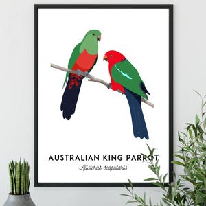 King Parrot art, printable bird print, animal print, bird art, Australian native, Australian wildlife, nursery prints, nursery wall art image 9