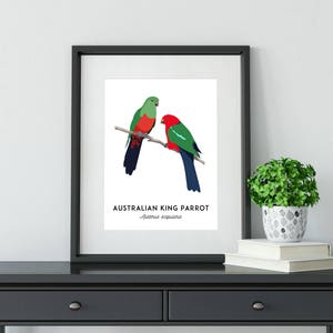 King Parrot art, printable bird print, animal print, bird art, Australian native, Australian wildlife, nursery prints, nursery wall art image 8