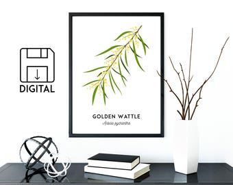 Golden Wattle print, Acacia, Mimosa, printable plant art, flower print, Australian native, Australian art, nursery art, nursery decor