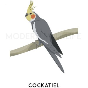 Cockatiel print, printable bird print, animal print, Australian native wall art, Australian wildlife art, nursery prints, nursery art image 2