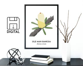 Old Man Banksia print, printable plant art, flower print, Australian native, Australian art, nursery art, nursery decor