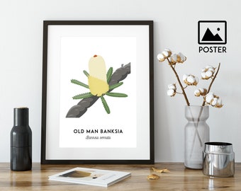 Old Man Banksia poster, plant art, flower print, Australian native, Australian art, nursery art, nursery decor