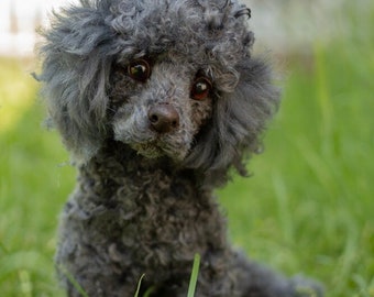 Puppy Tony realistic toy, (Made To Order) Poodle Dog , Toy Poodle, Fur toy Poodle, Felted Animal, Gift, stuffed Animal