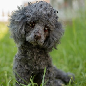 Puppy Tony realistic toy, (Made To Order) Poodle Dog , Toy Poodle, Fur toy Poodle, Felted Animal, Gift, stuffed Animal