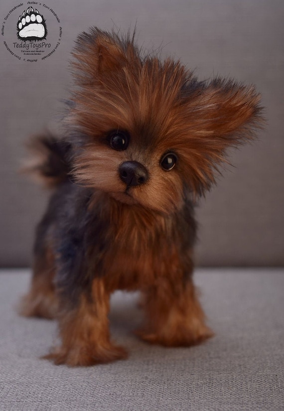 York Terrier Puppies 2025