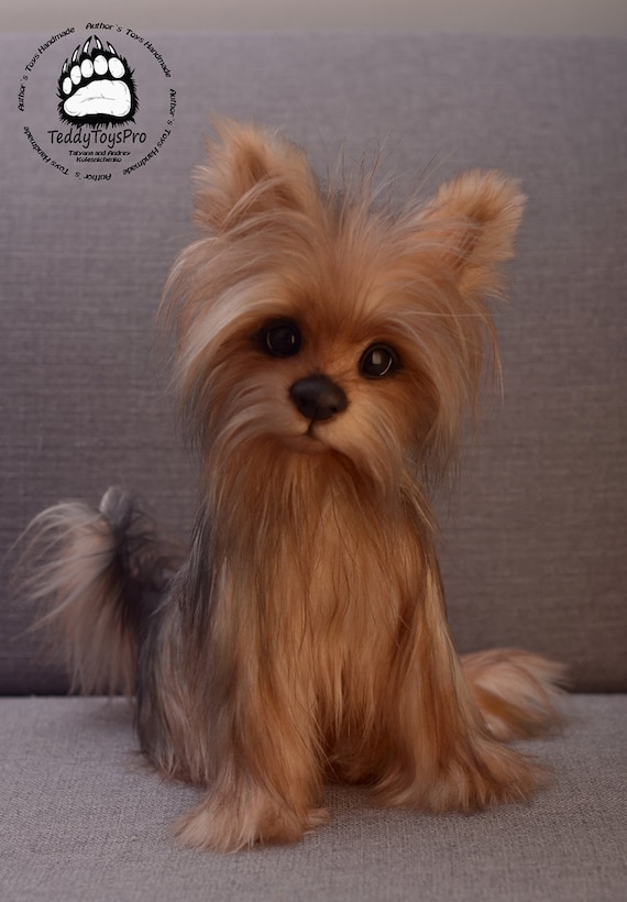 Yorkshire Terrier Shopping For Toys Stock Photo - Download Image