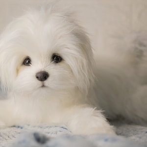 Bichon Maltez Lily, made to order Bichon Maltez, realistic toy image 4