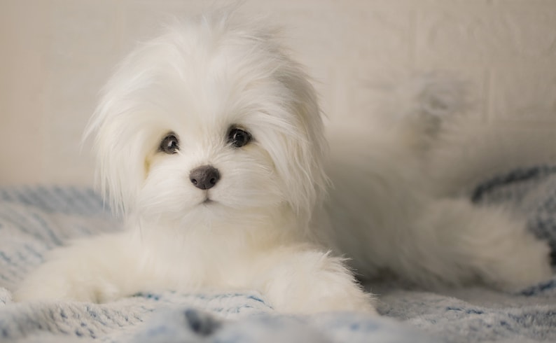 Bichon Maltez Lily, made to order Bichon Maltez, realistic toy image 4