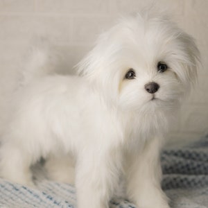 Bichon Maltez Lily, made to order Bichon Maltez, realistic toy image 6