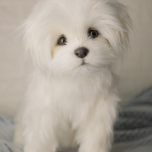 Bichon Maltez Lily, made to order Bichon Maltez, realistic toy image 2