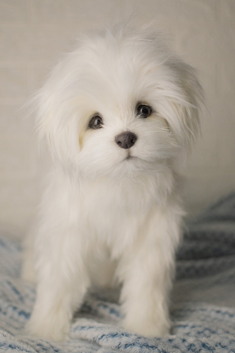 Bichon Maltez Lily, made to order Bichon Maltez, realistic toy image 2