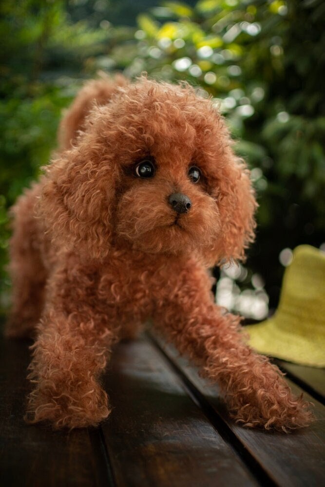 Golden teacup poodle online