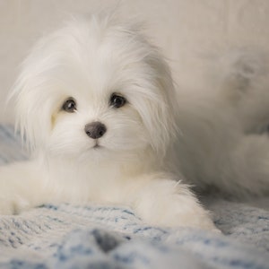 Bichon Maltez Lily, made to order Bichon Maltez, realistic toy image 5