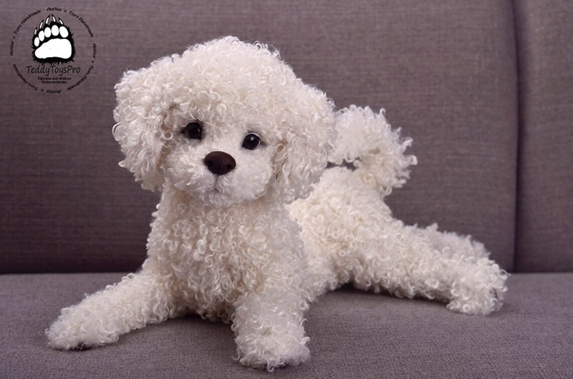 caniche jouet a vendre