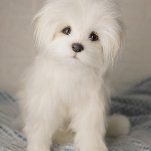 Bichon Maltez Lily, made to order Bichon Maltez, realistic toy image 7