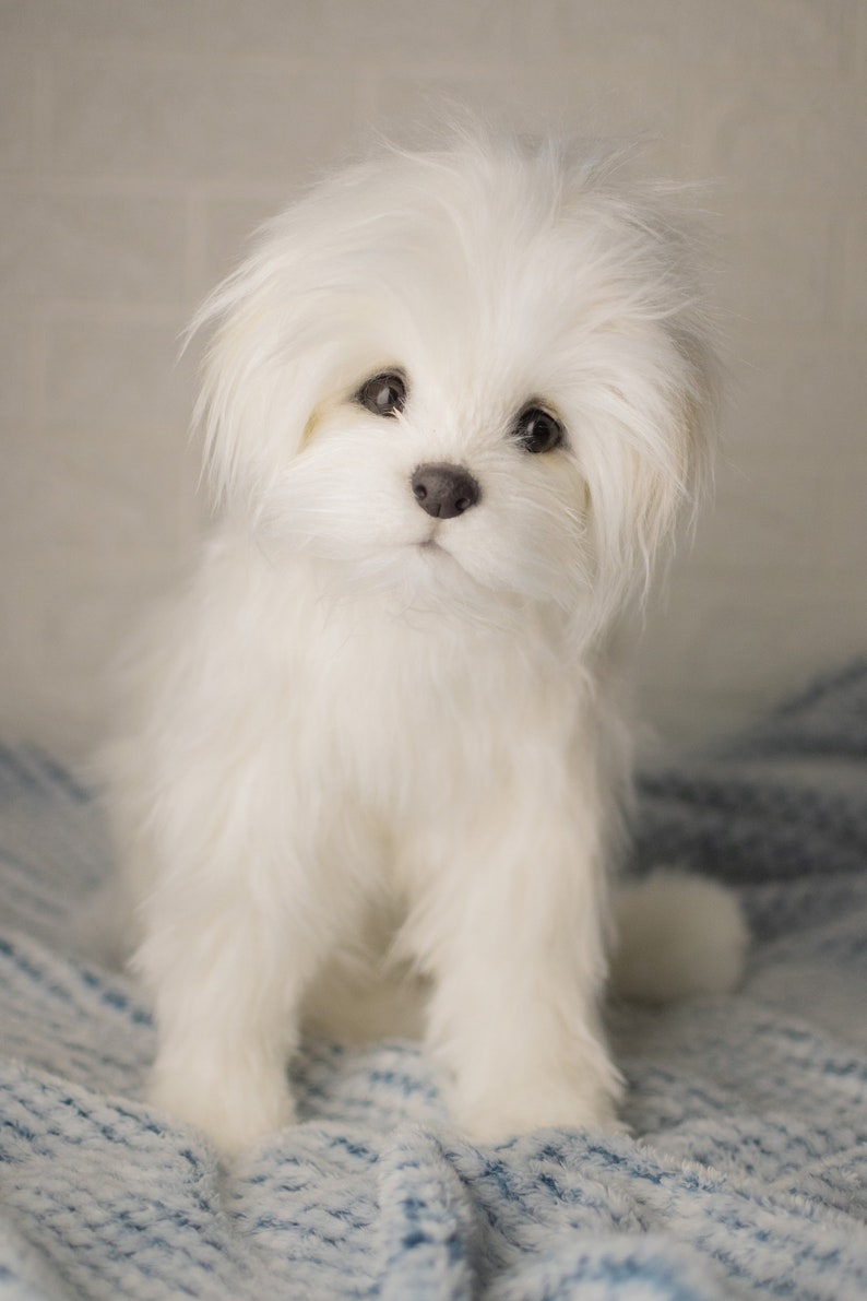 Bichon Maltez Lily, made to order Bichon Maltez, realistic toy image 7