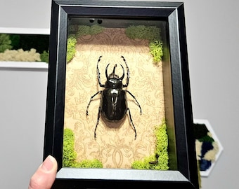 Real Framed Beetle, Chalcosoma Atlas, Shadow Box Frame- Home Decor, Atlas Beetle, Insect Taxidermy, Beetle Taxidermy, Rhinocerous Beetle