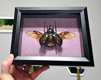 Real Framed Beetle, Chalcosoma Atlas, Shadow Box Frame- Home Decor, Atlas Beetle, Insect Taxidermy, Beetle Taxidermy, Rhinocerous Beetle