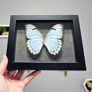 Morpho catenarius - Etsy 日本
