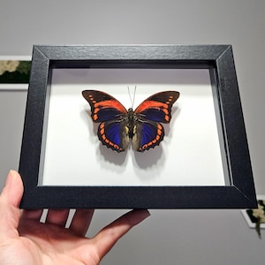 Prepona praeneste - Etsy España