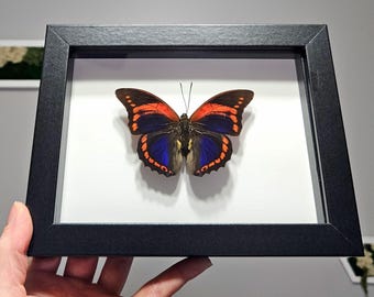 Rara Prepona Praeneste Confusa - Mariposa de patas cepilladas, mariposa roja, mariposa enmarcada, mariposa rara, taxidermia de mariposa