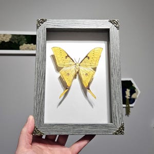 Taxidermie des papillons de nuit encadrée Actias sinensis, papillon de nuit doré taxidermie, décoration d'intérieur, objets de curiosité, boîte anti-mites, mite encadrée