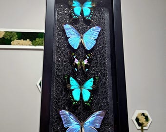 Morpho Adonis, Papilio Lorquinianus and Graphium Weiskei Shadow Box - Real Framed Butterflies, Home Decor, Blue Morpho, Butterfly Taxidermy