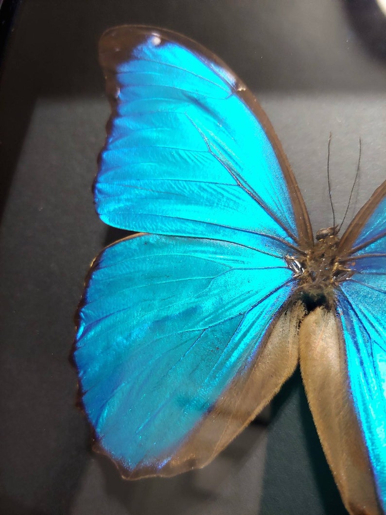 Butterfly Taxidermy Framed Butterfly Insect Taxidermy 2 Real Framed Butterfly Shadow Box- Blue Butterfly Morpho Menelaus Blue Morpho